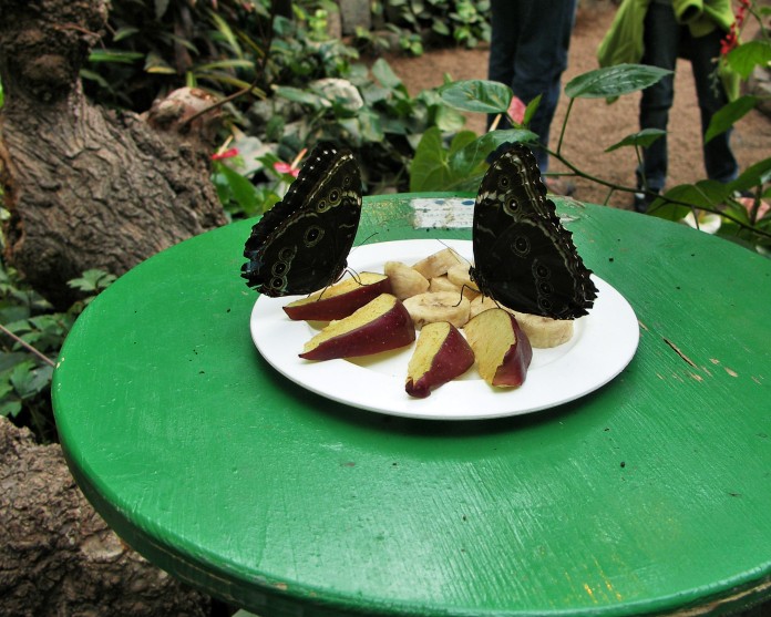 BUTTERFLIES IN CPTIVITY On Special Diet